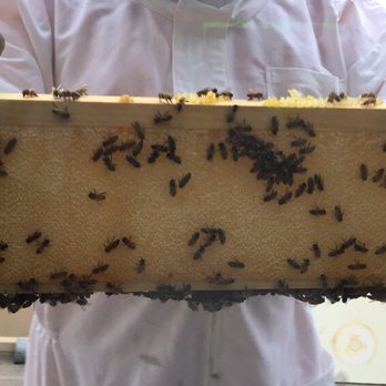 Busy Bee Pest Control - Inspecting my honey bee hive. - Pest Control Near Me - Chicago, Illinois