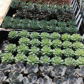 Evergreen Farm - MORE MORE MORE - Nurseries & Gardening Near Me - San Jose, California Evergreen Farm - MORE MORE MORE - Nurseries & Gardening Near Me - San Jose, California