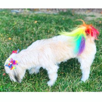 Baxters Pet Grooming - Pet Groomers Near Me - Lancaster, California Baxters Pet Grooming - Pet Groomers Near Me - Lancaster, California