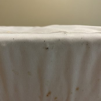 Seashell Motel - Bed bug fecal - Hotels Near Me - Key West, Florida Seashell Motel - Bed bug fecal - Hotels Near Me - Key West, Florida