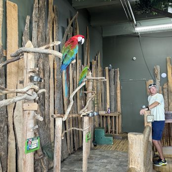 Bird Kingdom - Ray Ray the macaw, Arthur the macaw and far away Dusty the African Grey - Zoos Near Me - Niagara Falls, Ontario