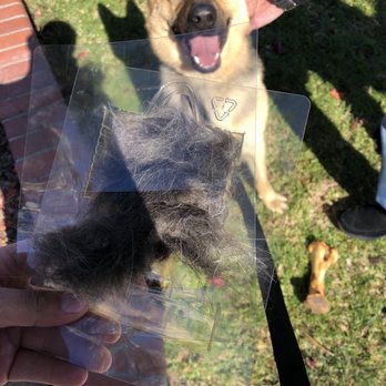 PetSmart Grooming - 5 min of brushing after Furminator - Pet Training Near Me - Compton, California
