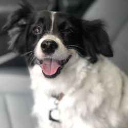 Kimberly's K9 Club for small dogs