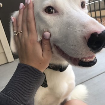 Posh Nails & Spa - My sweet doggo approves of these nails as well - Nail Salons Near Me - Houston, Texas