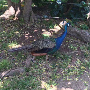 Honolulu Zoo - Zoos Near Me - Honolulu, Hawaii Honolulu Zoo - Zoos Near Me - Honolulu, Hawaii