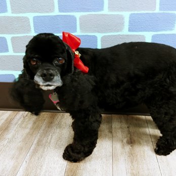 Gette A Groom - Cocker spaniel - Pet Groomers Near Me - Klamath Falls, Oregon