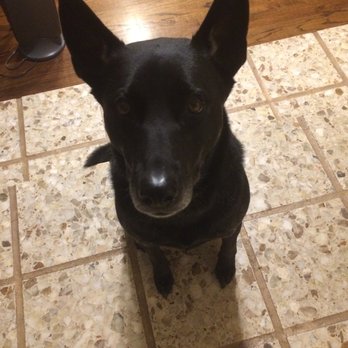 Pets Unleashed by Tink - Merlin is such a good boy! - Pet Training Near Me Pets Unleashed by Tink - Merlin is such a good boy! - Pet Training Near Me