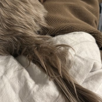 Doggy Style Salon - Pet Groomers Near Me - Denver, Colorado Doggy Style Salon - Pet Groomers Near Me - Denver, Colorado