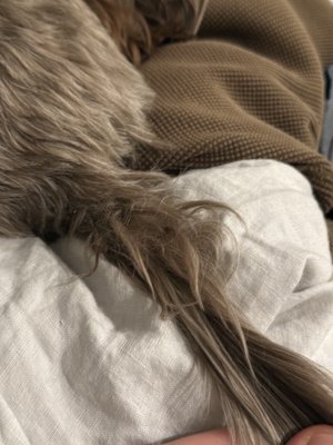 Doggy Style Salon by null