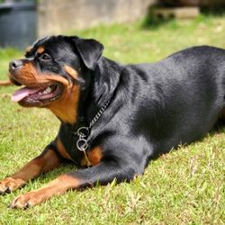 Down and Stay practice during an in home session apart of our 4 week Basic Obedience Program.