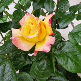 Michael A Nguyen DDS MS - Dr. Michael Nguyen's beautiful roses at his lab. - Periodontists Near Me - Los Altos, California