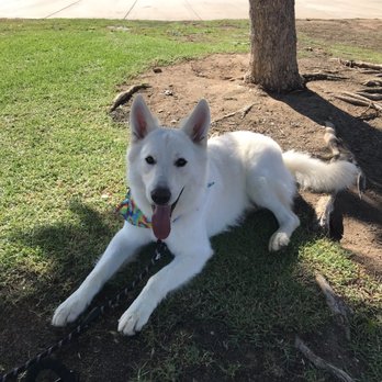 Dirty Dog Solutions - Pet Groomers Near Me