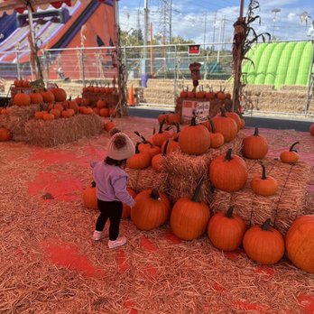 The Robles Pumpkin Patch & Christmas Trees - Too many to choose from LOL - Christmas Trees Near Me - Montebello, California The Robles Pumpkin Patch & Christmas Trees - Too many to choose from LOL - Christmas Trees Near Me - Montebello, California