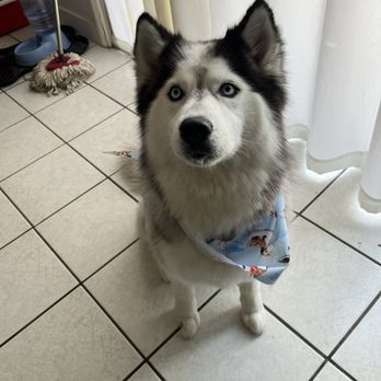 Mighty Tails Mobile Grooming - Dog, grooming, husky - Pet Groomers Near Me Mighty Tails Mobile Grooming - Dog, grooming, husky - Pet Groomers Near Me