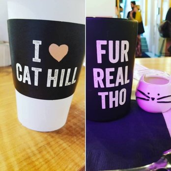 NEKO: A Cat Cafe - To go, for here. - Themed Cafes Near Me - Seattle, Washington