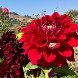 Verde Flowers - Locally grown in Nicasio!
