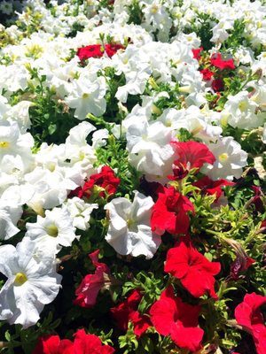 Arizona State Museum by null