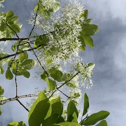 New England Nurseries - Sweetbay Magnolia tree, close-up