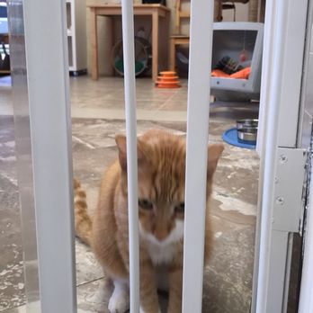 Fantasy Pet Grooming - Pet Groomers Near Me - Missouri City, Texas