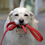 Photo of PetPerx Pet Care Services