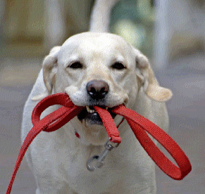 PetPerx Pet Care Services - pet boarding facility in Cupertino, CA