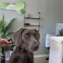 Photo of Furology Pet Grooming