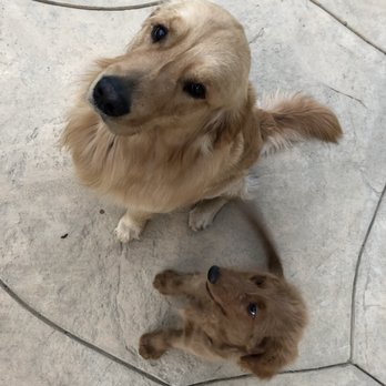 Colony Breeders - Pet Breeders Near Me