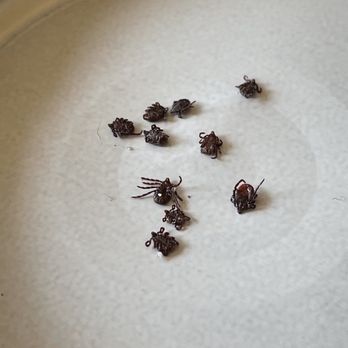 Dr. Butchko - Recently microwaved (easy kill) ticks - Veterinarians Near Me - Riverside, California Dr. Butchko - Recently microwaved (easy kill) ticks - Veterinarians Near Me - Riverside, California