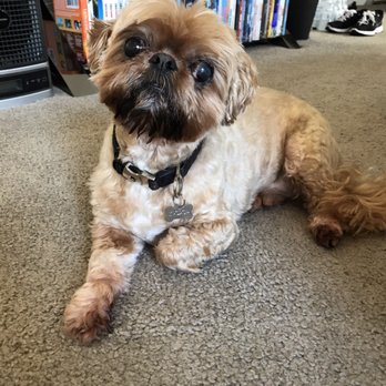 Keepet Groomed - Mooshak, Shih Tzu male (12yo) - Pet Groomers Near Me - San Diego, California