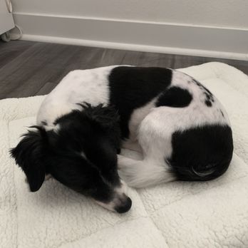 Tags Veterinary clinic - Our dog Wilson after his oral surgery today at Tags. - Veterinarians Near Me - Santa Clarita, California
