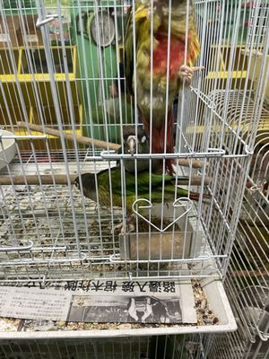 Pete’s Pet Supply by null