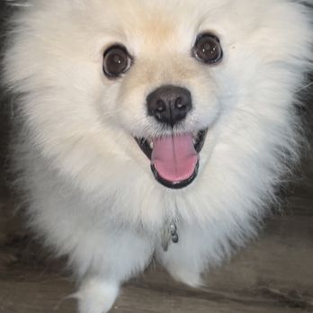 Arch Beach Veterinary Clinic - Veterinarians Near Me - Laguna Beach, California