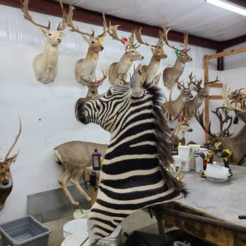 Killian's Meat Market, Deer Processing, Taxidermy & BBQ - a zebra in the foreground - Butcher Near Me - Hempstead, Texas