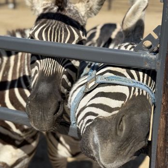 Bougie Cattle Company - Petting Zoos Near Me - Apple Valley, California