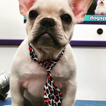 Professional Pet Grooming - Mi corbata es la mejor - Pet Groomers Near Me Professional Pet Grooming - Mi corbata es la mejor - Pet Groomers Near Me