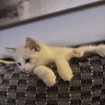Sugar Plum Ragdolls - Pet Breeders Near Me Sugar Plum Ragdolls - Pet Breeders Near Me