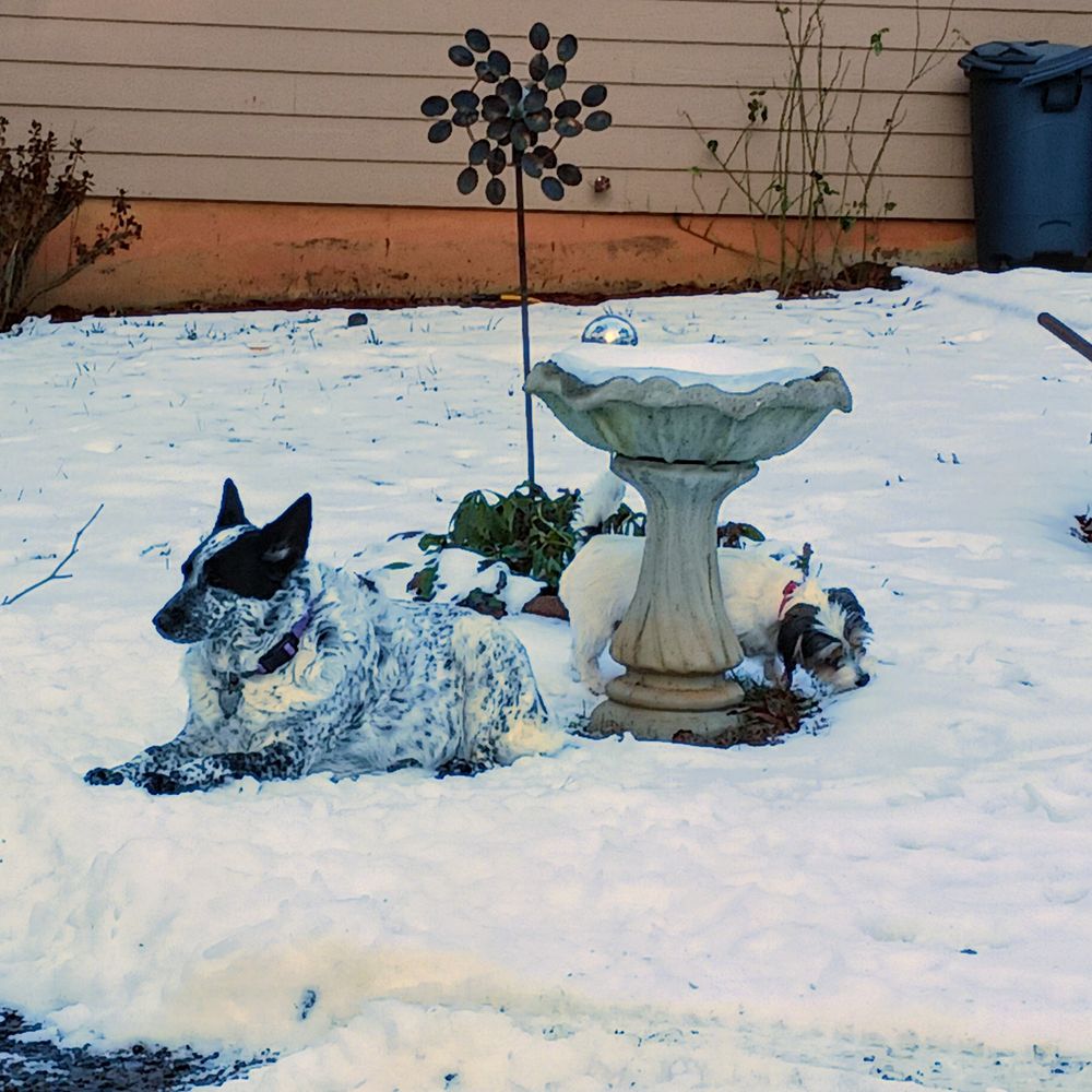 Alpine Veterinary Hospital - .aggie - Veterinarians Near Me - Murphy, North Carolina Alpine Veterinary Hospital - .aggie - Veterinarians Near Me - Murphy, North Carolina