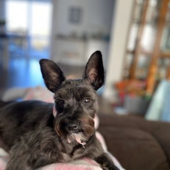 Steph's Bubbles & Bows Pet Grooming Boutique - Pet Groomers Near Me - Forest, Virginia