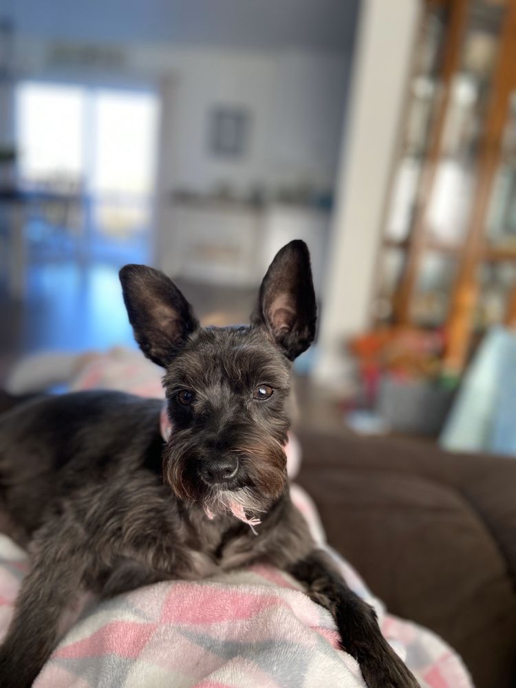 STEPH’S BUBBLES & BOWS PET GROOMING BOUTIQUE 219 Photos & 14 Reviews