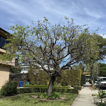Martinez pro landscaping - Landscaping Near Me Martinez pro landscaping - Landscaping Near Me