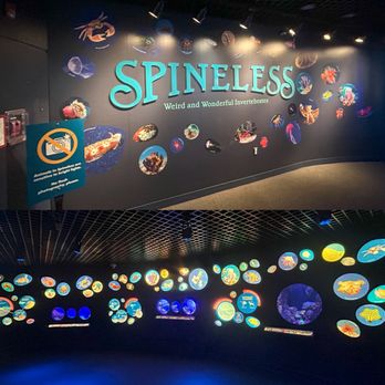 New York Aquarium - Spineless gallery - Zoos Near Me - Brooklyn, New York New York Aquarium - Spineless gallery - Zoos Near Me - Brooklyn, New York