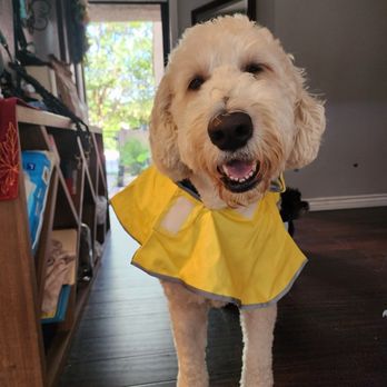 Animal Villa - Pet Sitting Near Me - Anaheim Hills, California Animal Villa - Pet Sitting Near Me - Anaheim Hills, California