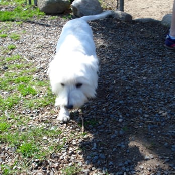 Wintergreen Kennels - Coconut playing during TLC - Pet Groomers Near Me - Southampton, Massachusetts