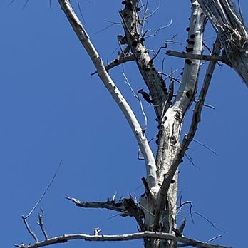 Perico Preserve - Woodpecker - Parks Near Me - Bradenton, Florida