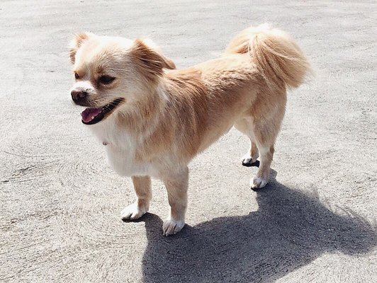 Citydog! Club by null