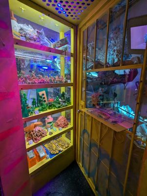 Meow Wolf Grapevine's The Real Unreal by null