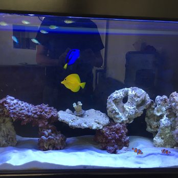 Stay Kool Tinting - They have Dory, Nemo, and Merlin all in one tank! For accuracy, one clown fish is actually slightly bigger than the other. - Home Window Tinting Near Me - Fullerton, California