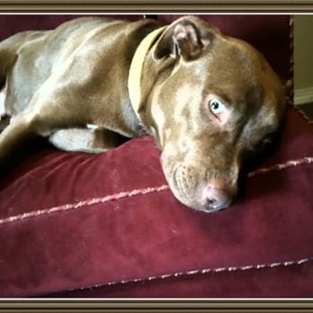 Oklahoma Veterinary Specialists - Okie girl. - Veterinarians Near Me - Tulsa, Oklahoma