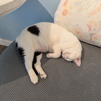Meow Maison - Themed Cafes Near Me - Washington, DC, District of Columbia