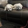 Photo of Homeward Bound Veterinary Services